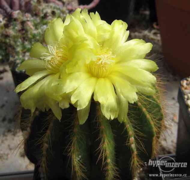 Kaktus Eriocactus - směs semen - foto 1