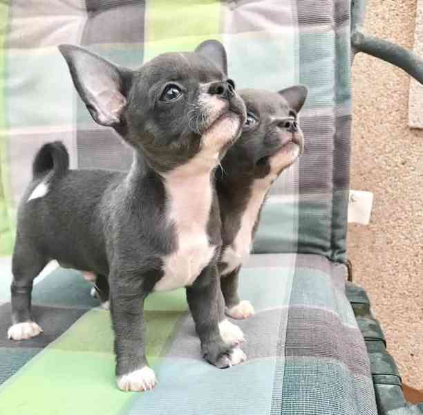 Mini Čivava štěňátko s PP - foto 1