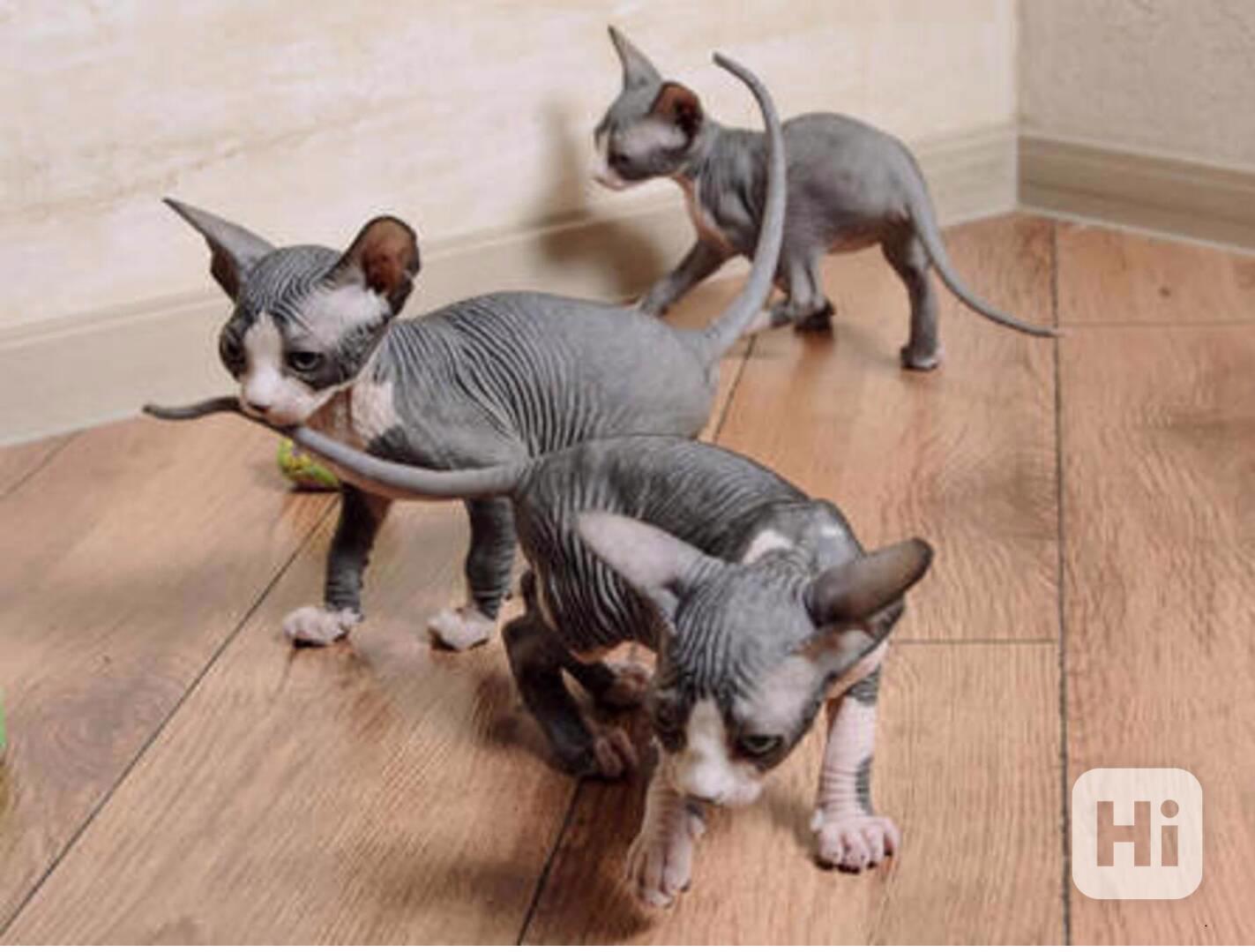 sphynx kočka s PP - foto 1