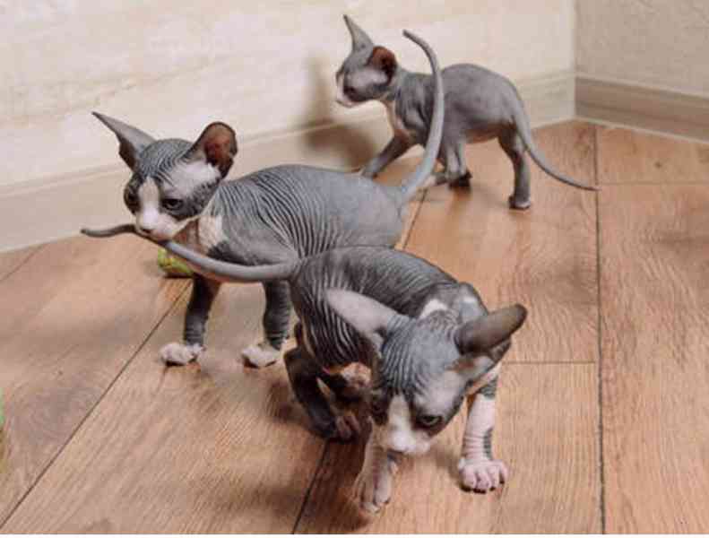 sphynx kočka s PP - foto 1