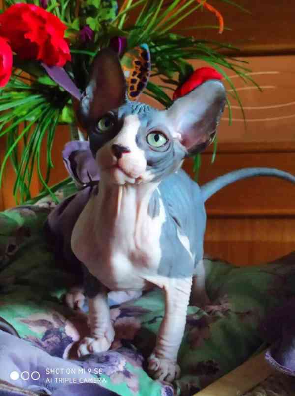 sphynx kočka s PP - foto 2