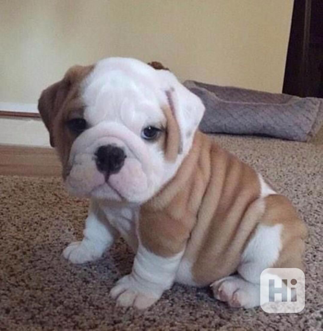 štěňata anglického buldoka - foto 1