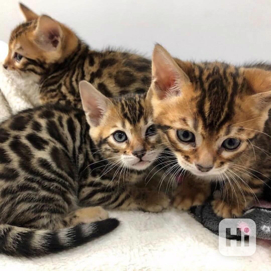 Bengálská kočka - foto 1