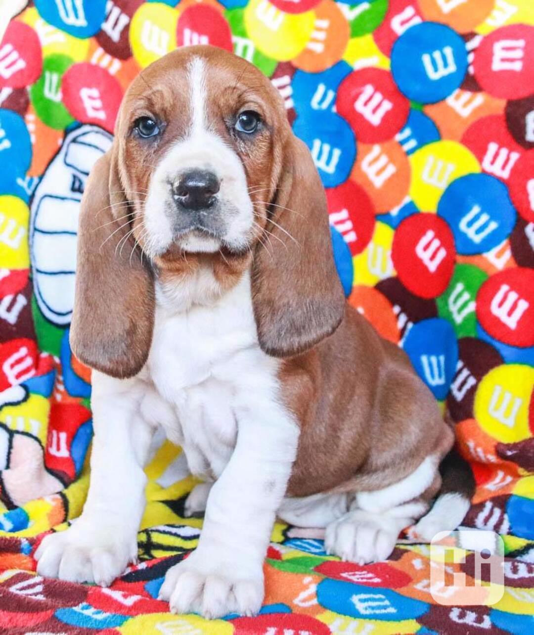 štěňata Bassset Hound k dispozici - foto 1
