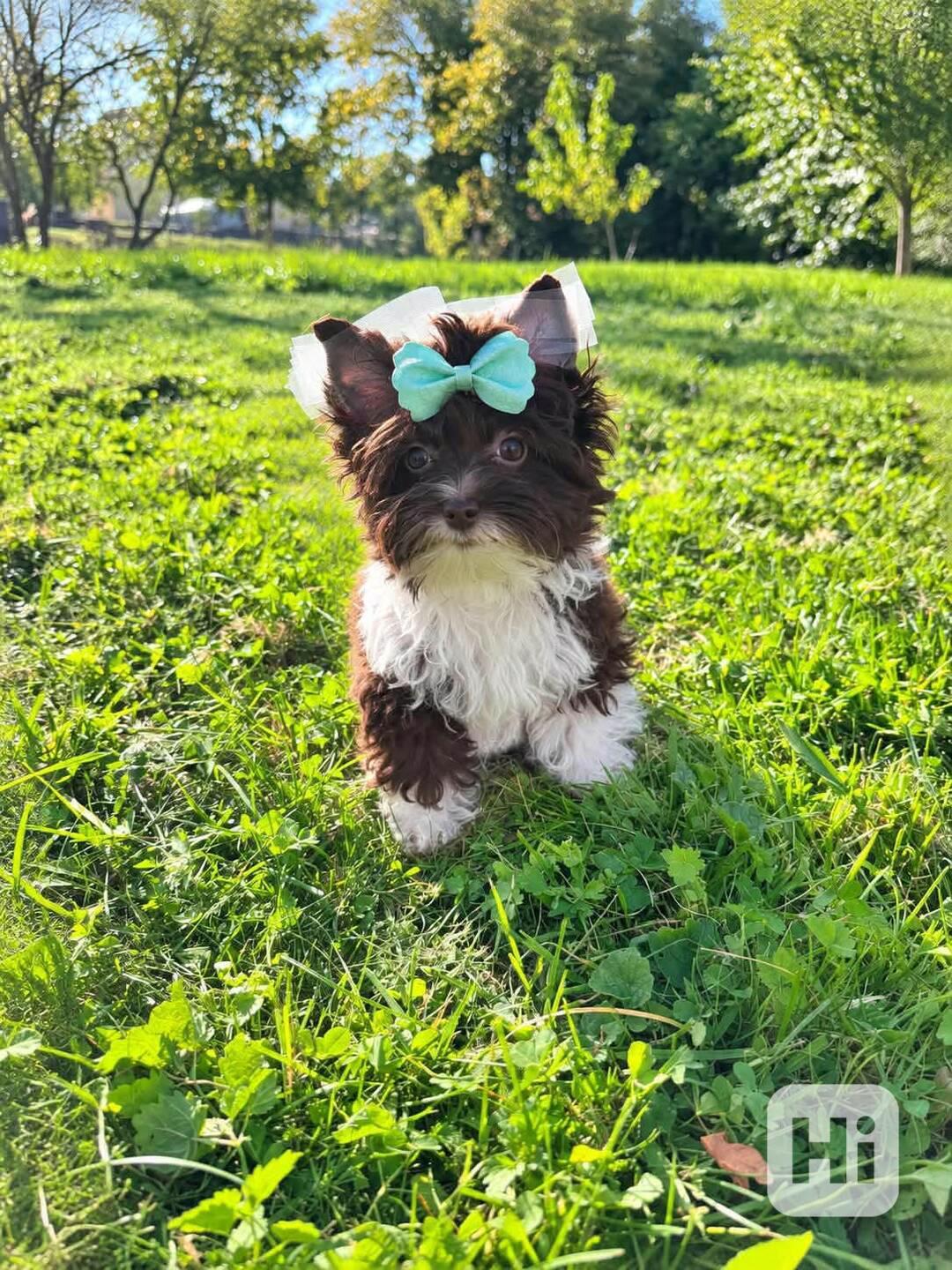Biewer Jorkšírský terier pejsek mini - foto 1