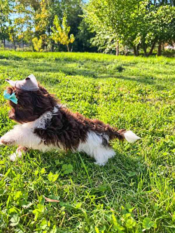 Biewer Jorkšírský terier pejsek mini - foto 3