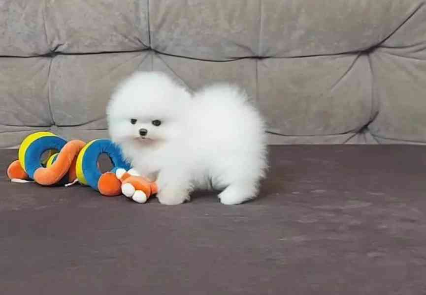 Prodám pomeraniany - foto 3