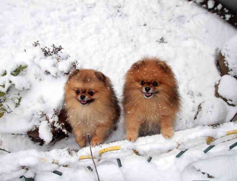 Prodám pomeraniany - foto 1