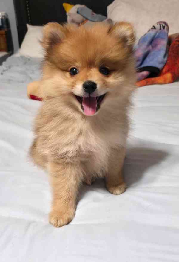 Prodám pomeraniany - foto 5