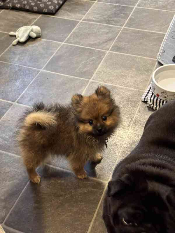 Prodám pomeraniany - foto 2