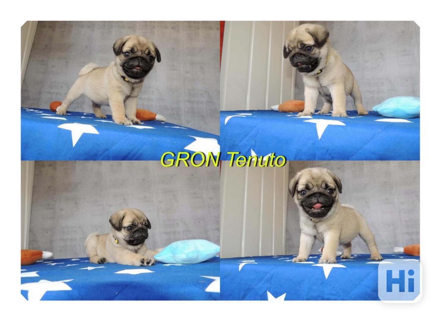 Mops s PP.FCI. - foto 1