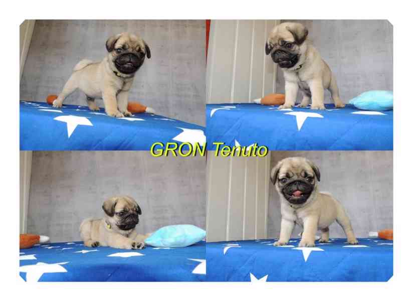 Mops s PP.FCI. - foto 1