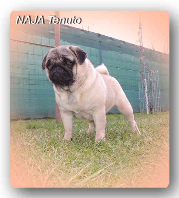 Mops s PP.FCI. - foto 6