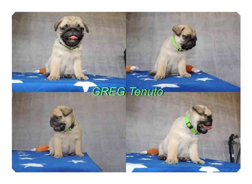 Mops s PP.FCI. - foto 2