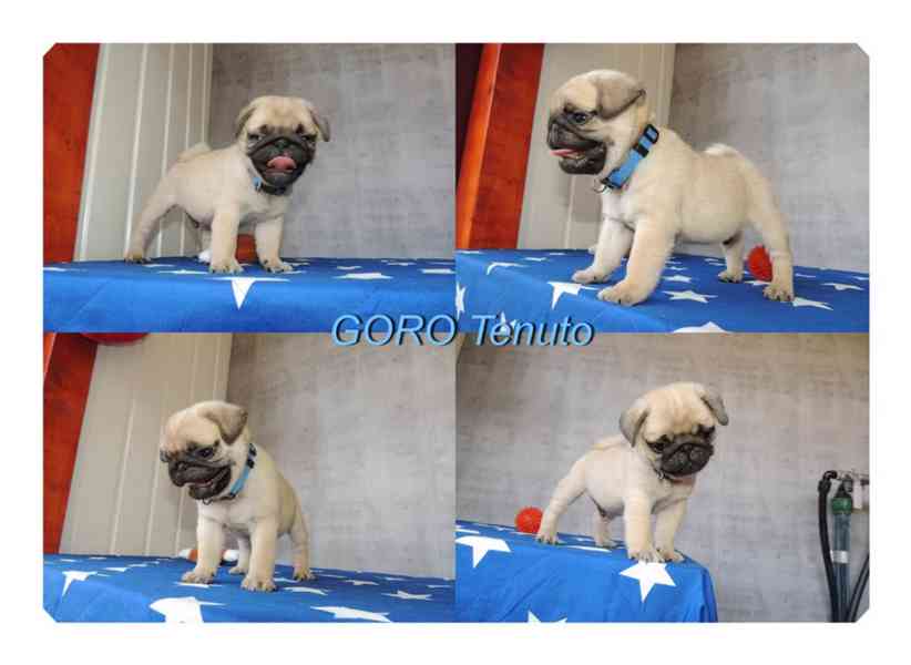Mops s PP.FCI. - foto 3