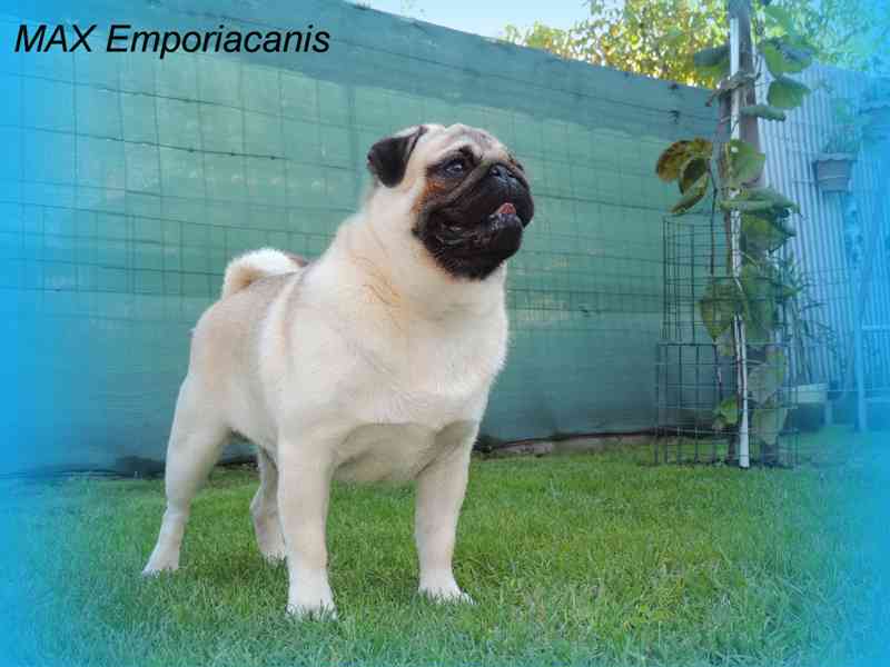 Mops s PP.FCI. - foto 5