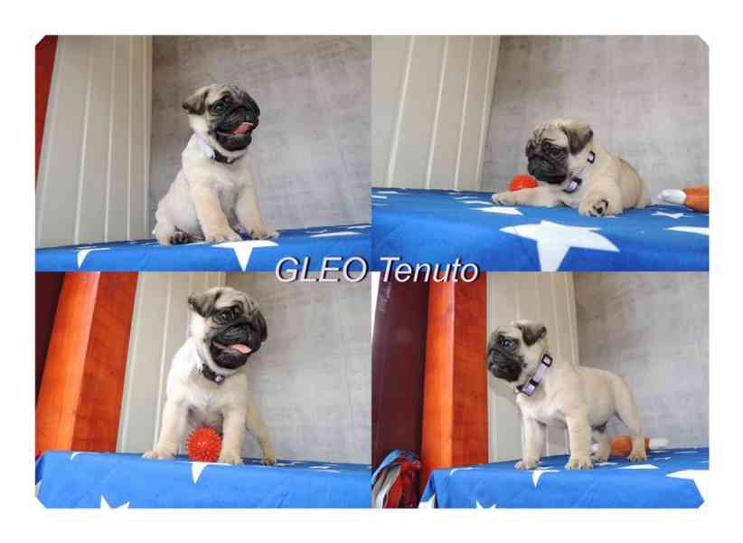 Mops s PP.FCI. - foto 4