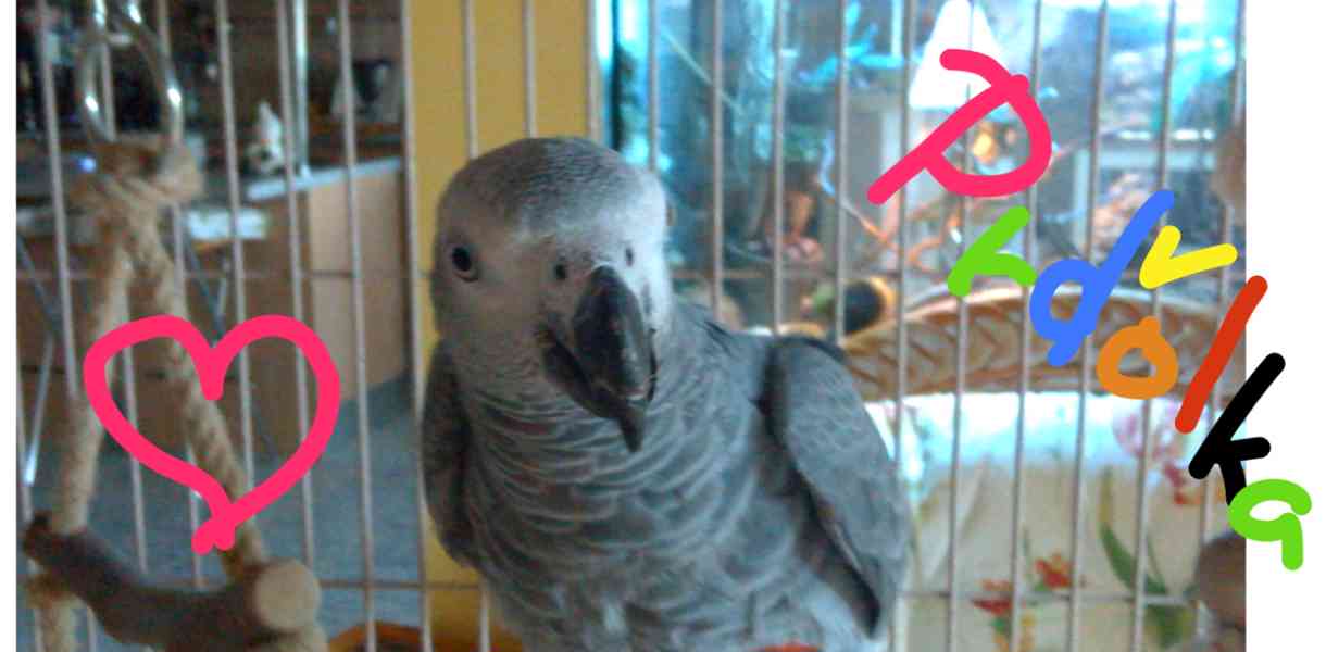 Papoušek žako s klecí - foto 1