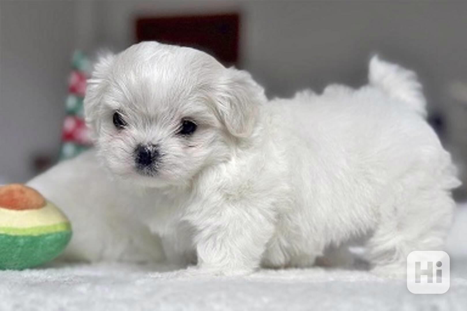 Štěňata maltézského bišonka k dárku - foto 1