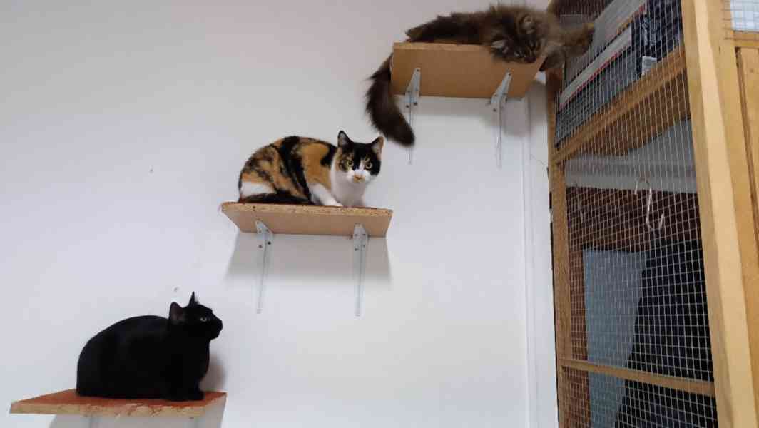 Milá a hodná Džastinka je asi dvouletá kočička - foto 2