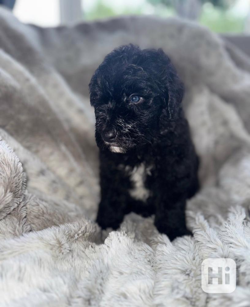 Mini ovčí pudl zbývá už jen 1 merle holčička! - foto 1