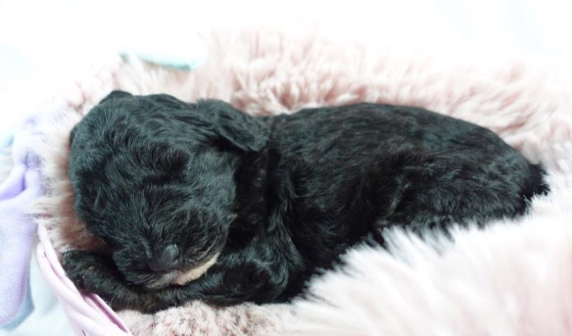 Mini ovčí pudl zbývá už jen 1 merle holčička! - foto 6