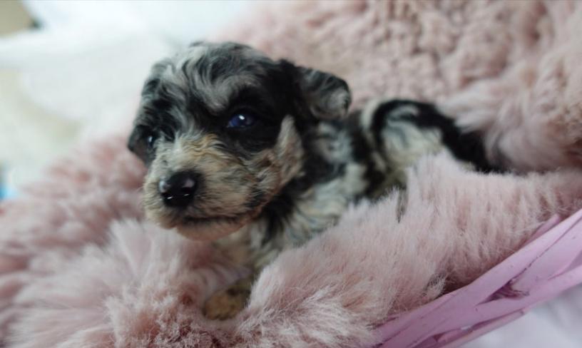 Mini ovčí pudl zbývá už jen 1 merle holčička! - foto 3