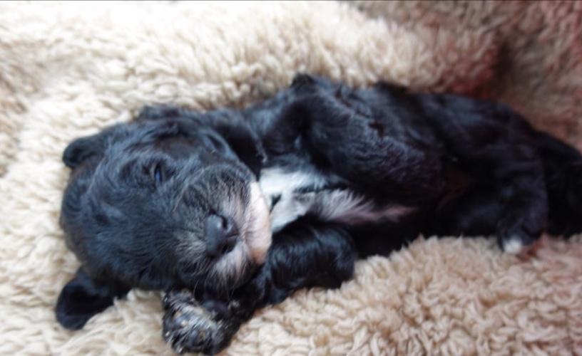 Mini ovčí pudl zbývá už jen 1 merle holčička! - foto 2