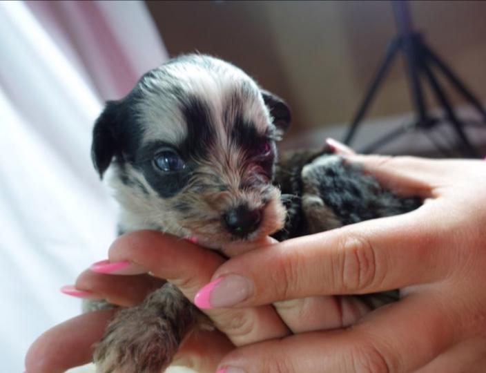 Mini ovčí pudl zbývá už jen 1 merle holčička! - foto 5