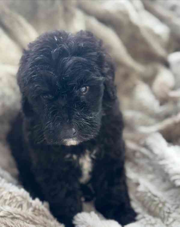 Mini ovčí pudl zbývá už jen 1 merle holčička! - foto 4