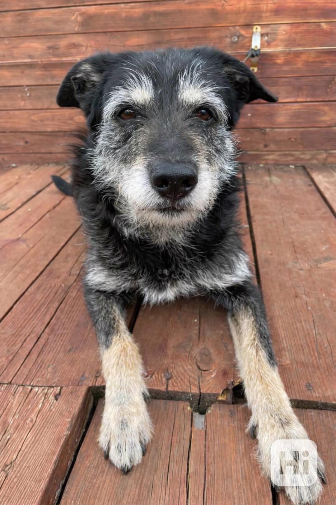 JACK - psík 9 let  - foto 1