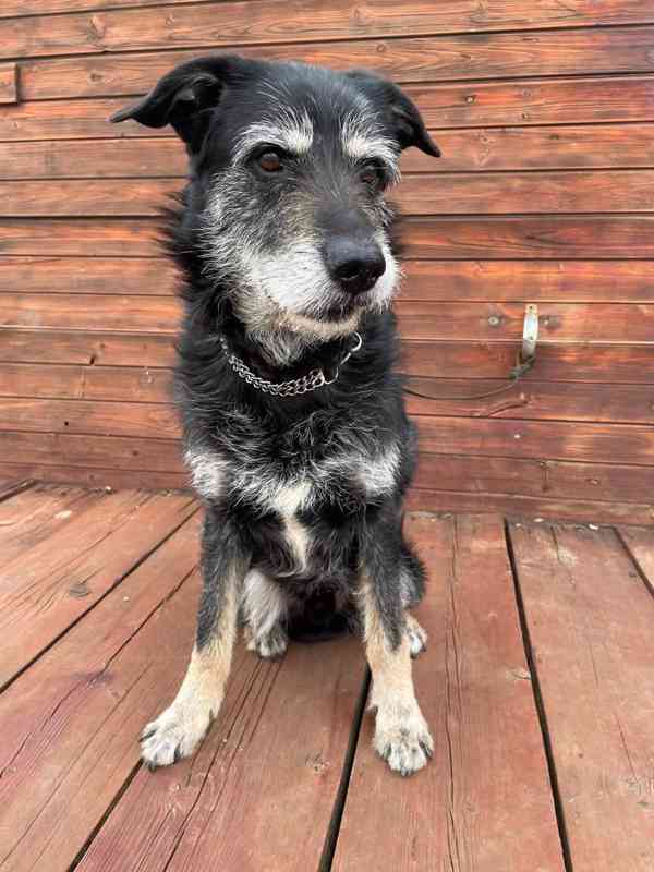 JACK - psík 9 let  - foto 5
