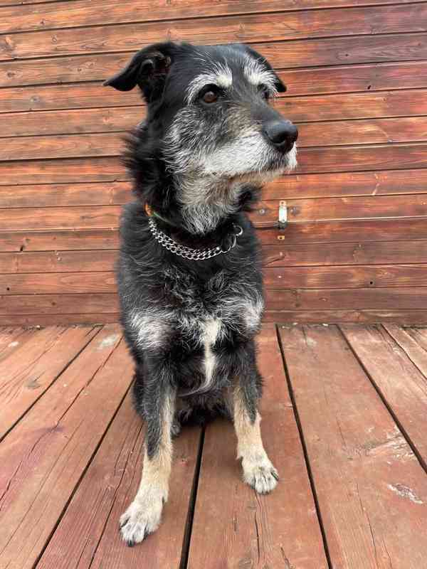 JACK - psík 9 let  - foto 3