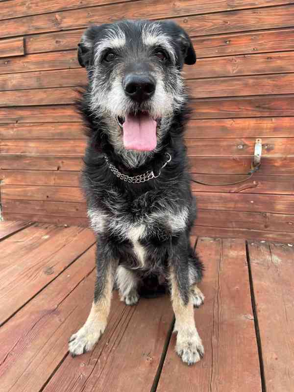 JACK - psík 9 let  - foto 7