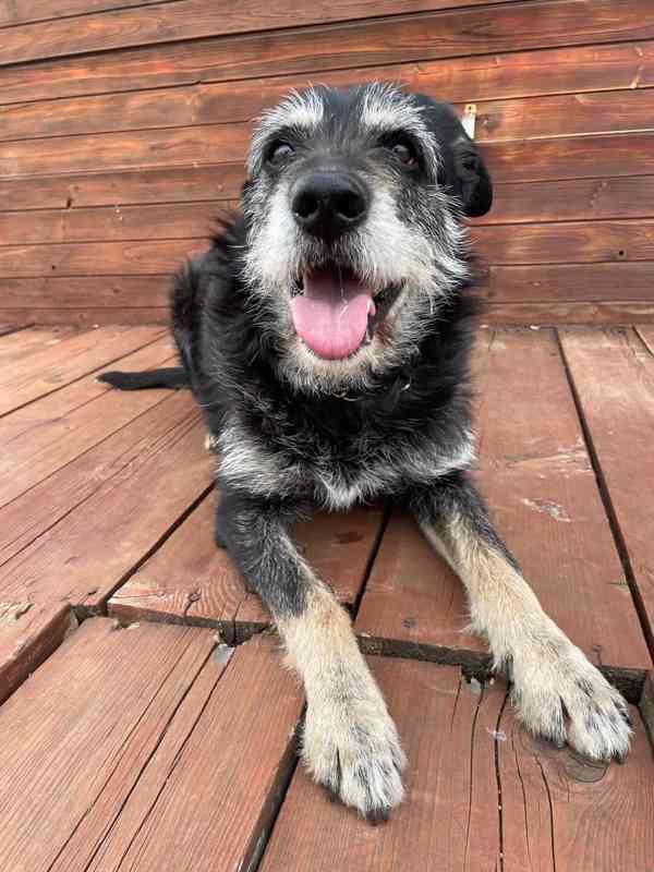 JACK - psík 9 let  - foto 4