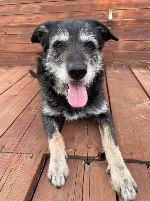 JACK - psík 9 let  - foto 6