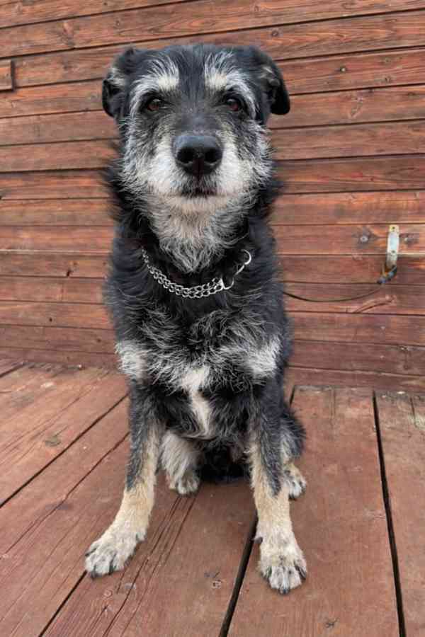 JACK - psík 9 let  - foto 2