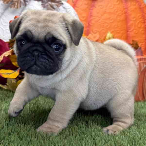 2 štěňata mopse jsou připravena