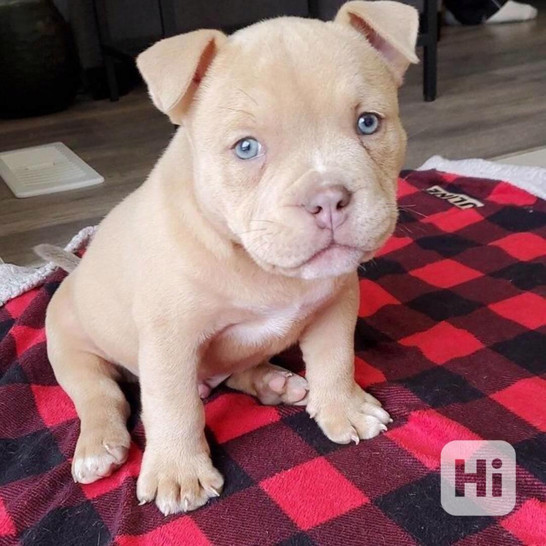 Štěňátko Amerického kapesního buldoka k adopci zdarma - foto 1