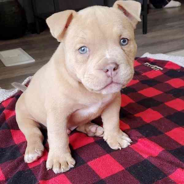 Štěňátko Amerického kapesního buldoka k adopci zdarma - foto 1
