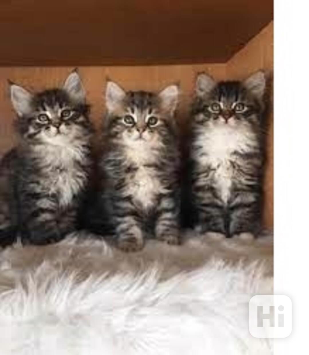 Koťátko Mainské mývalí kočky - foto 1