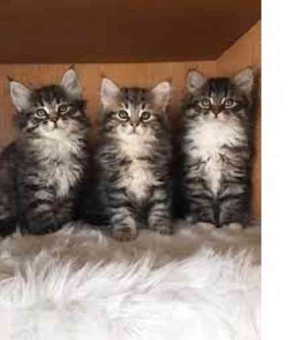 Koťátko Mainské mývalí kočky