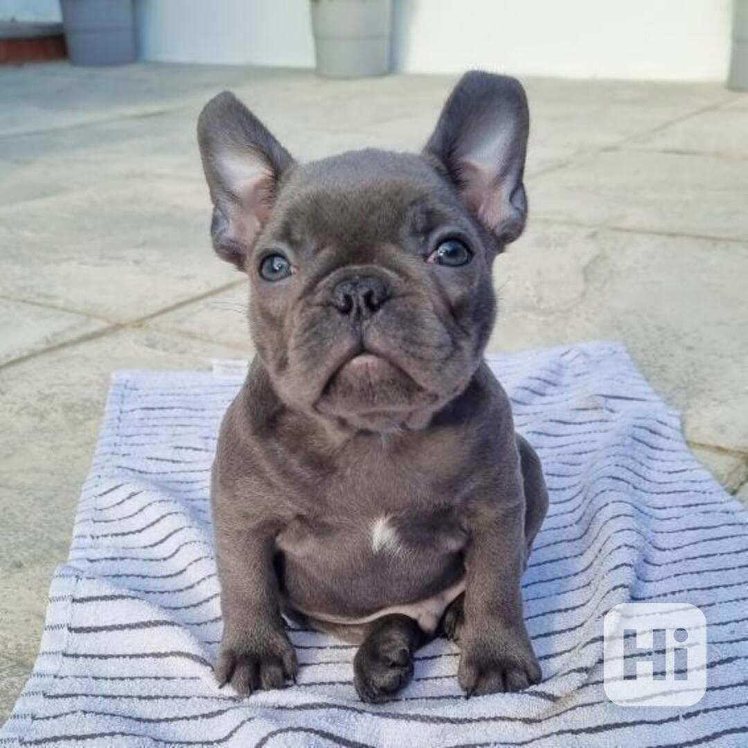 Štěňata Francouzský Buldoček na prodej - foto 1