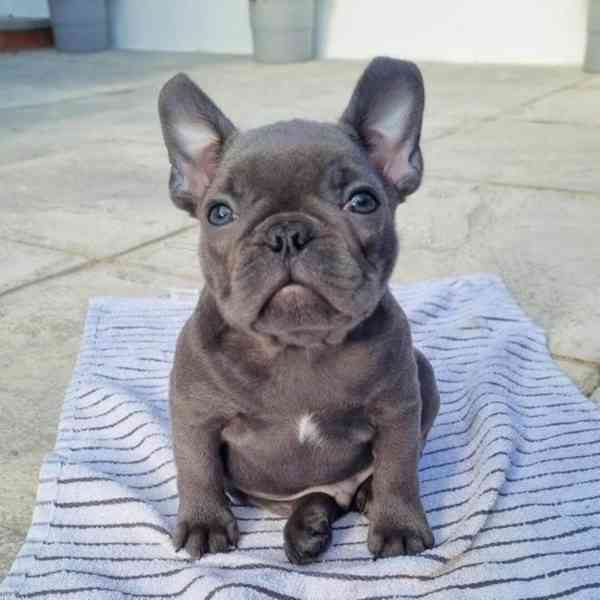 Štěňata Francouzský Buldoček na prodej - foto 1