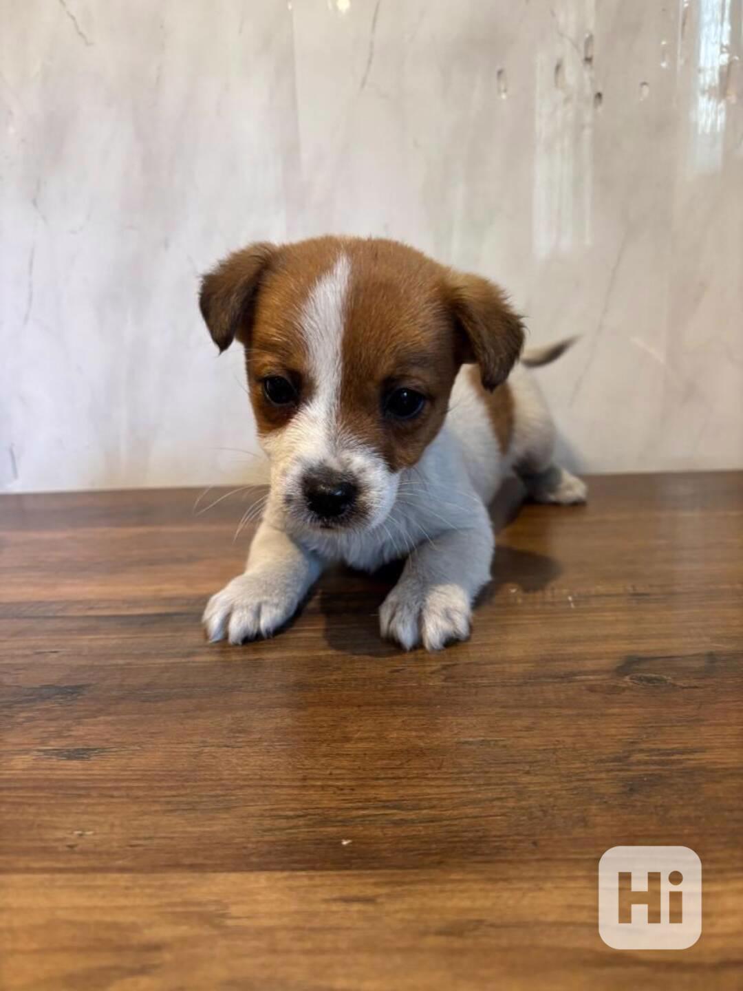 Jack Russel teriér  - foto 1