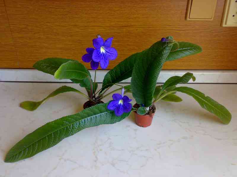 Modrofialová tořivka - Streptocarpus - rostlina - foto 4