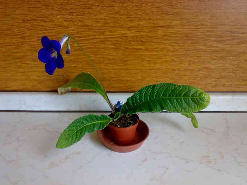 Modrofialová tořivka - Streptocarpus - rostlina - foto 4