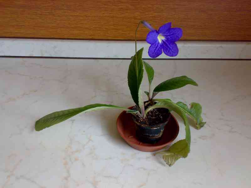 Modrofialová tořivka - Streptocarpus - rostlina - foto 4