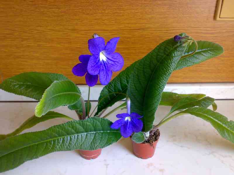 Modrofialová tořivka - Streptocarpus - rostlina - foto 5