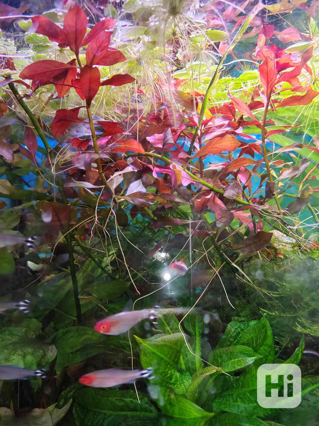 Červené akvarijní rostlinky  - foto 1